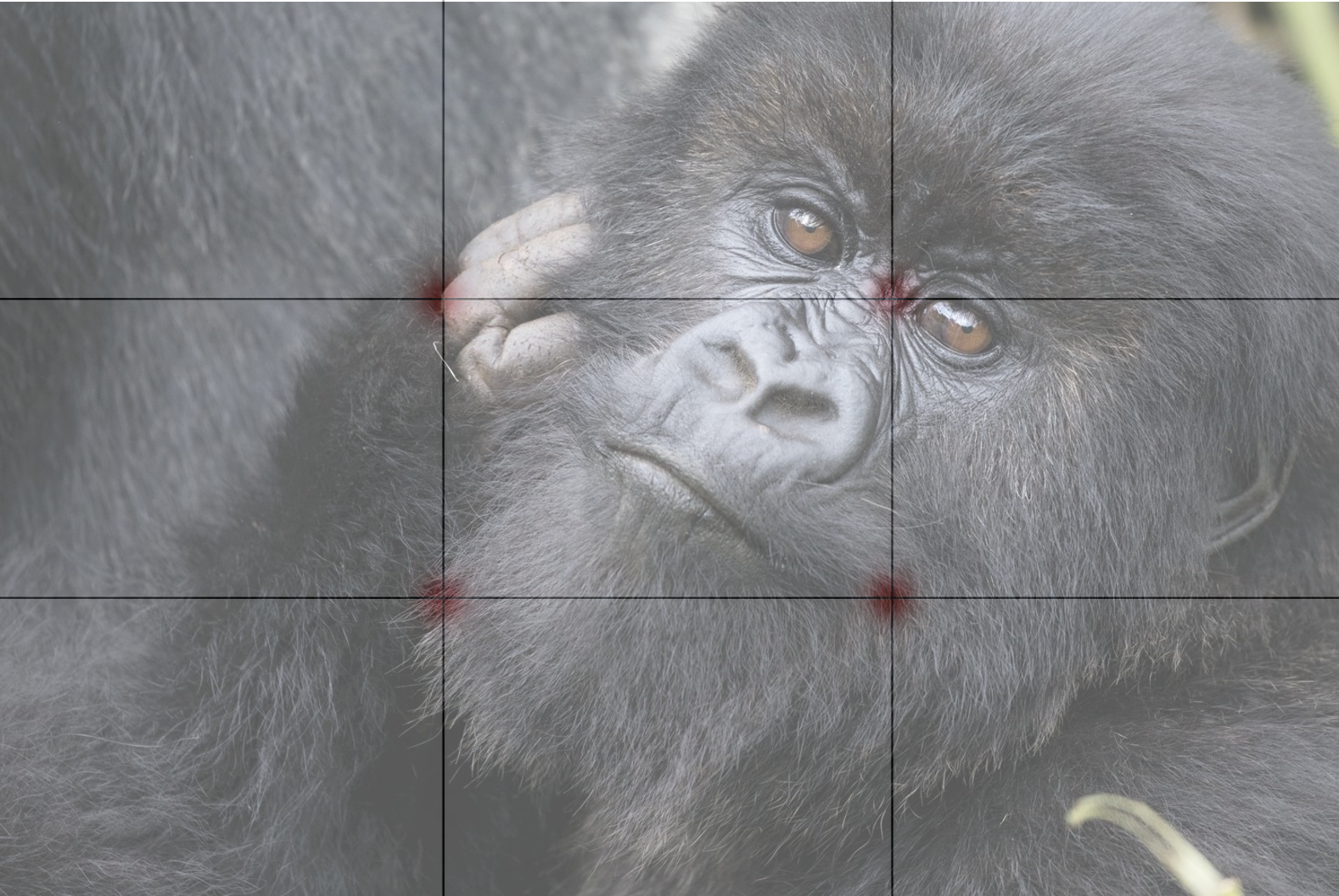 a young gorilla looks at the camera
